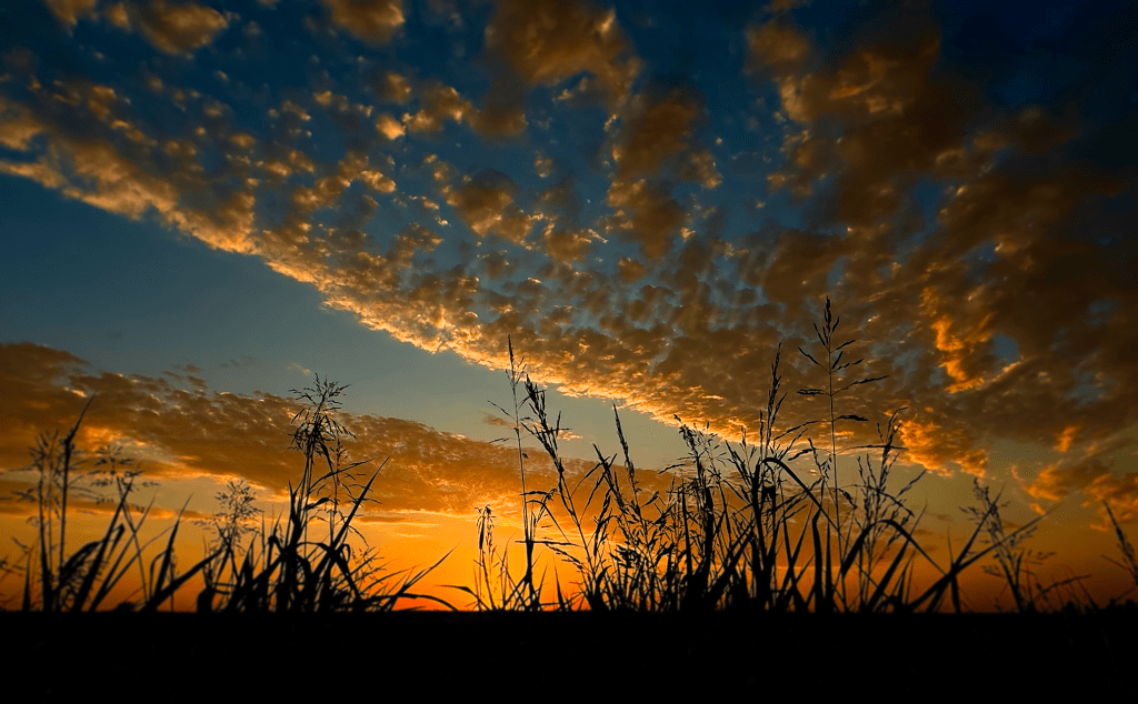 Silhouette grass blades against a bright orange sunset with thick strings of yellow clouds